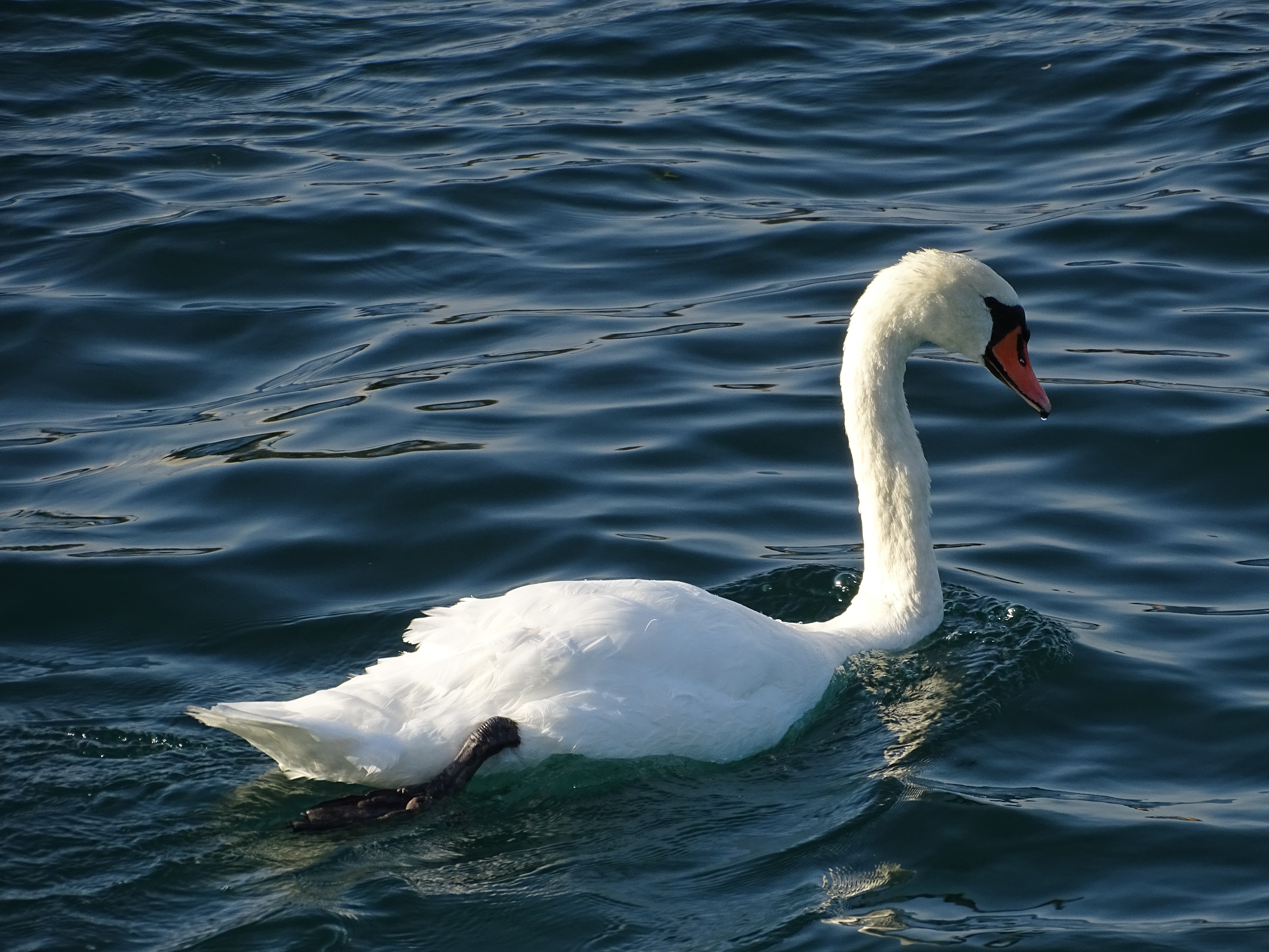 Cisne