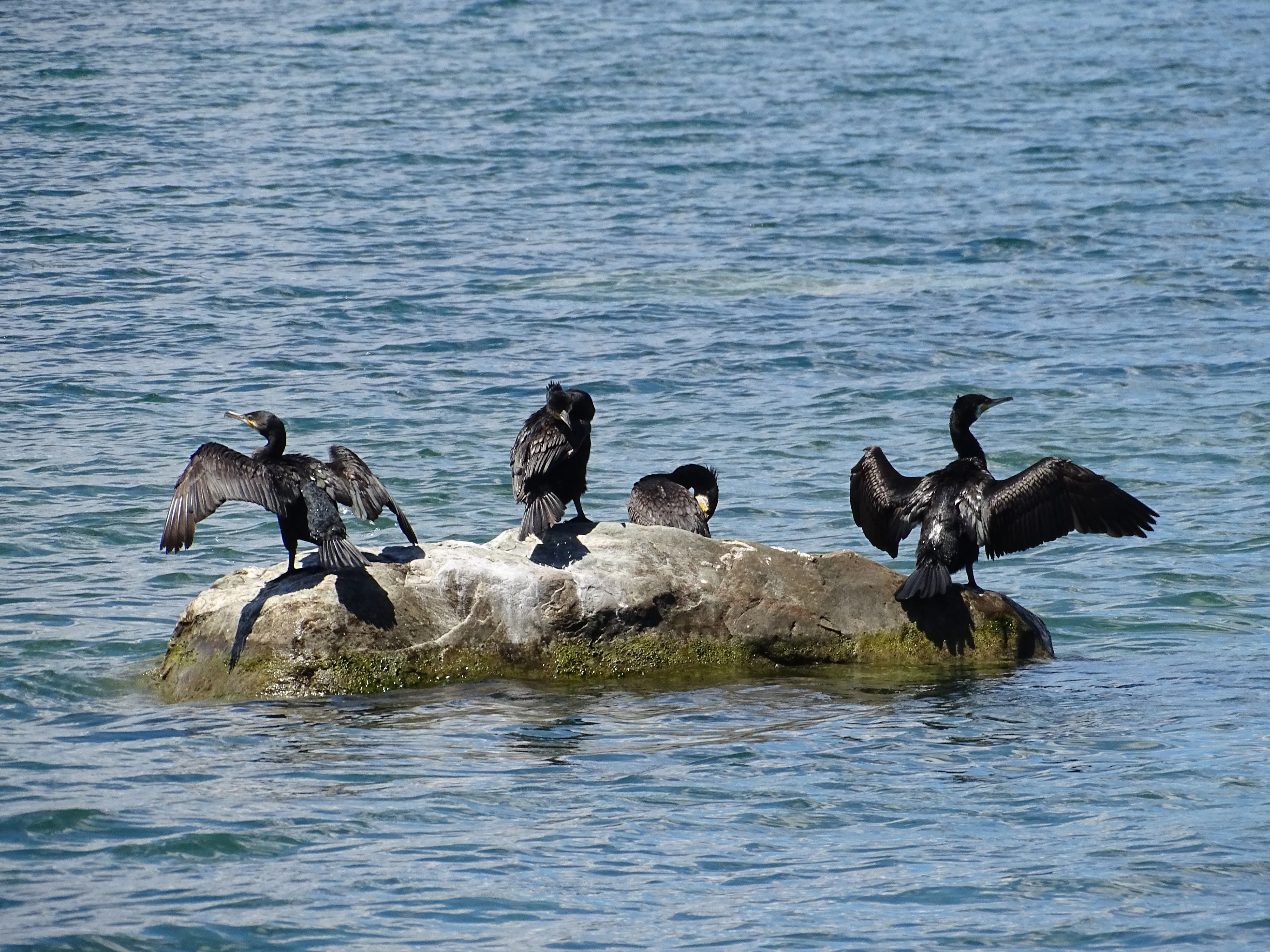 Cormoran_Grande