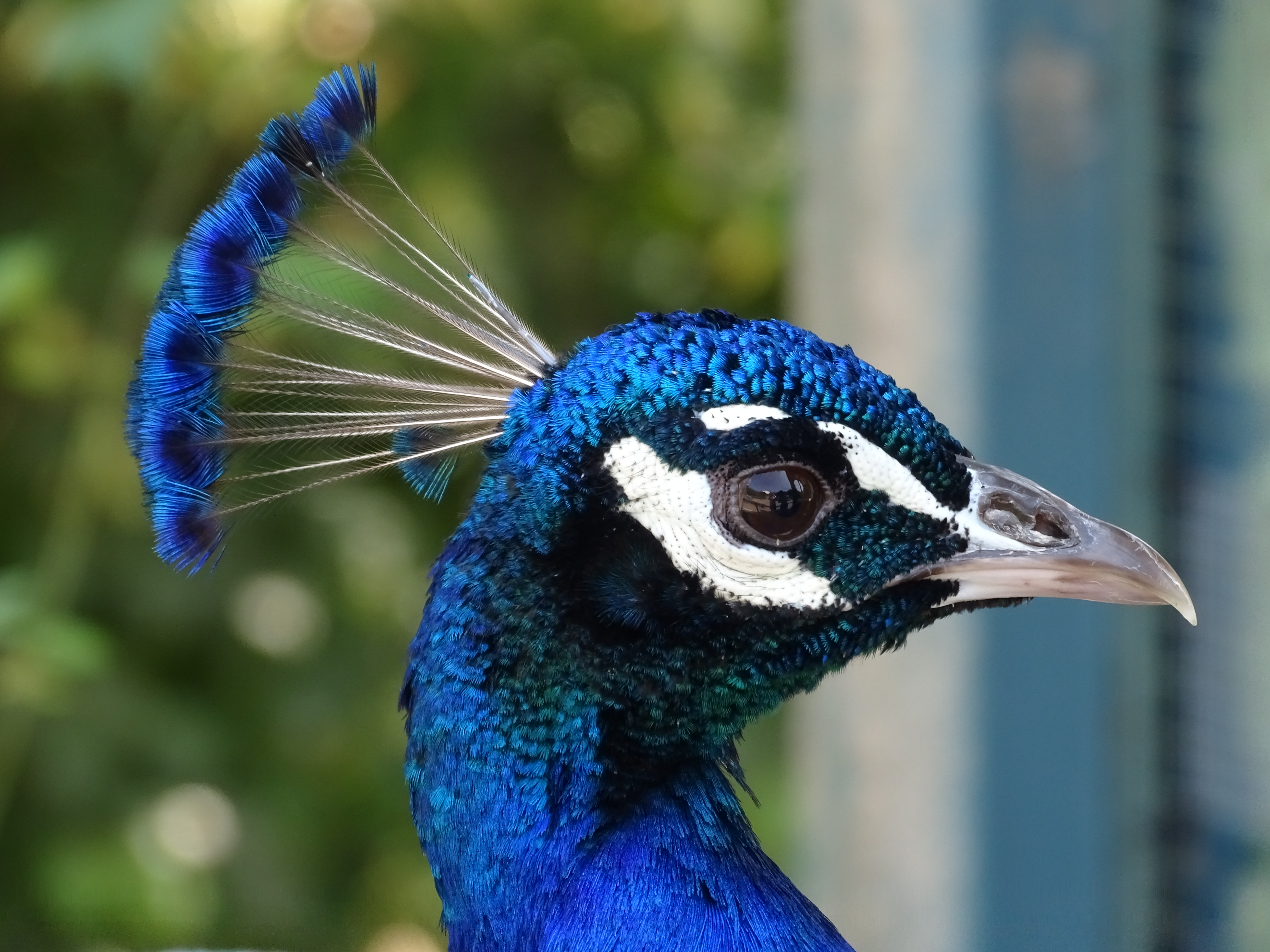 peacock